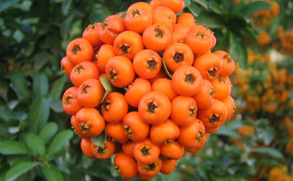 خواص زالزالک