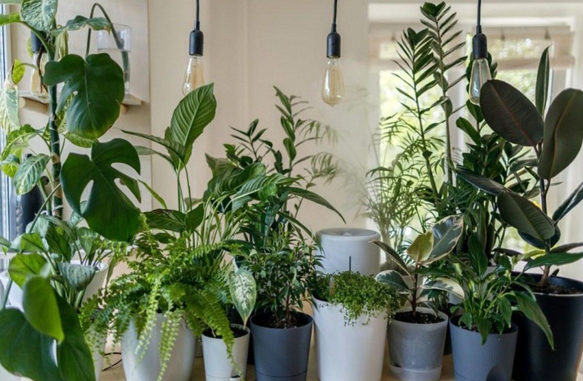نور مناسب گیاهان - نگهداری گیاهان آپارتمانی در پاییز