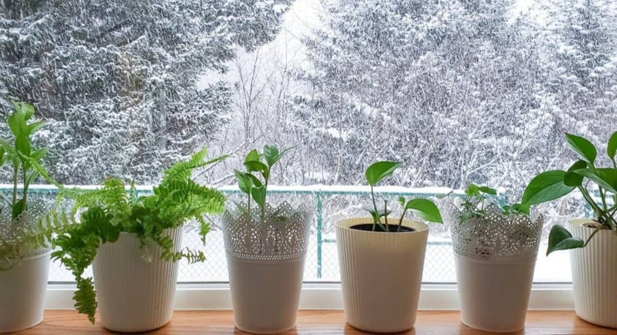 نگهداری گیاه در زمستان - نگهداری گیاهان آپارتمانی در پاییز