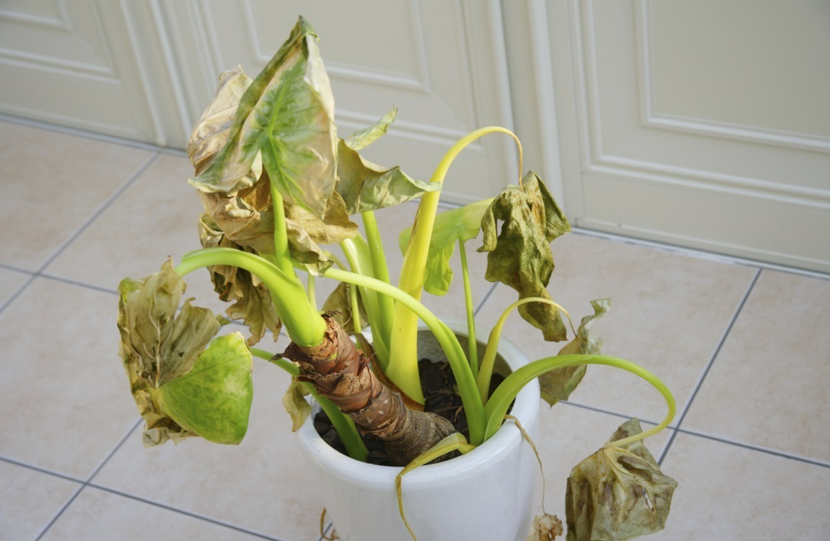 خشک شدن گیاهان در زمستان - نگهداری گیاهان آپارتمانی در پاییز