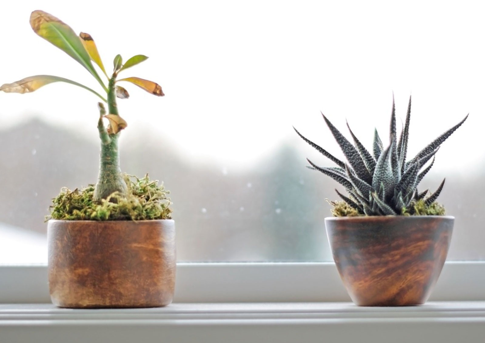 نور گیاهان در زمستان - نگهداری گیاهان آپارتمانی در پاییز