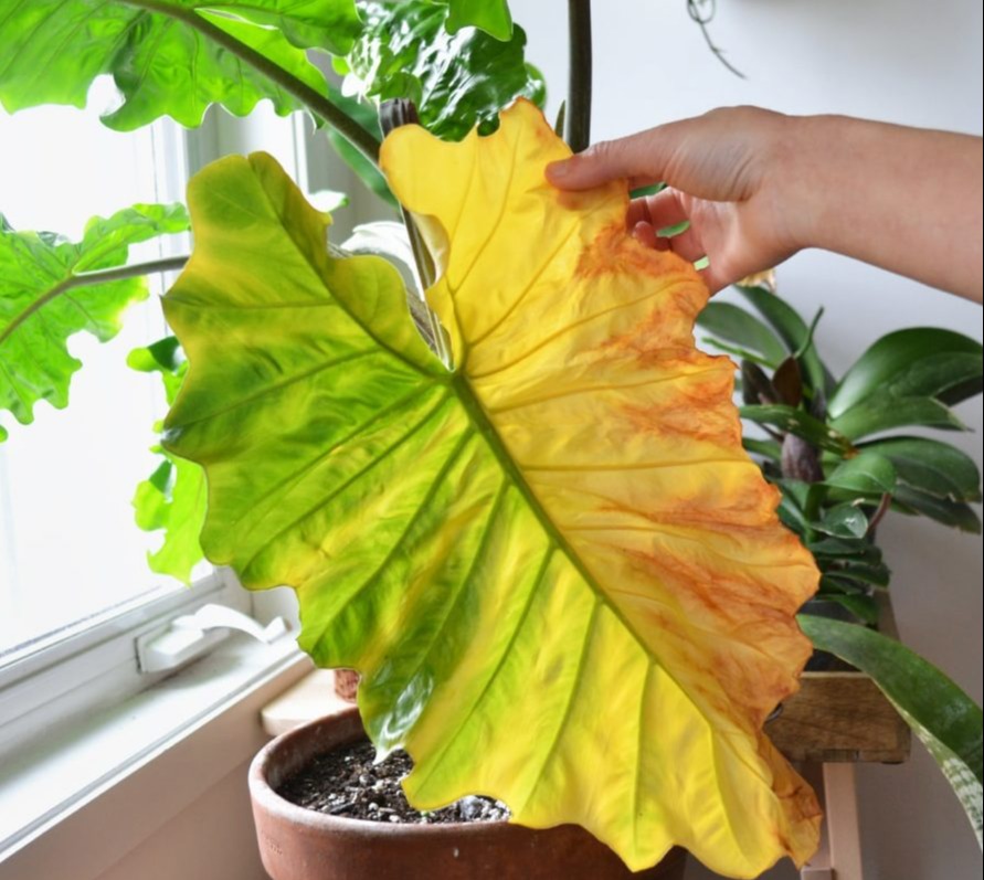 یرگ زرد - نگهداری گیاهان آپارتمانی در پاییز