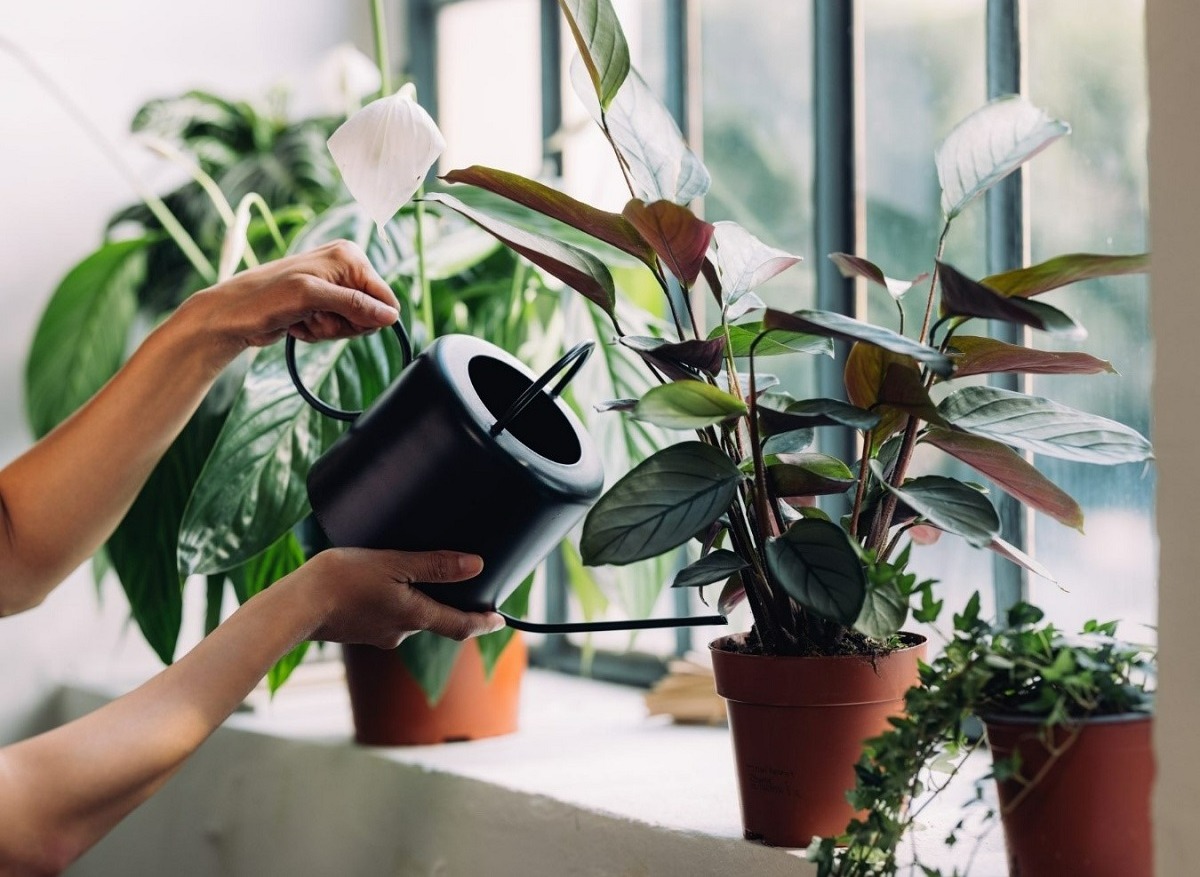 آبیاری گیاهان - نگهداری گیاهان آپارتمانی در پاییز