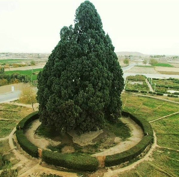مسن ترین درخت جهان - جاهای دیدنی یزد