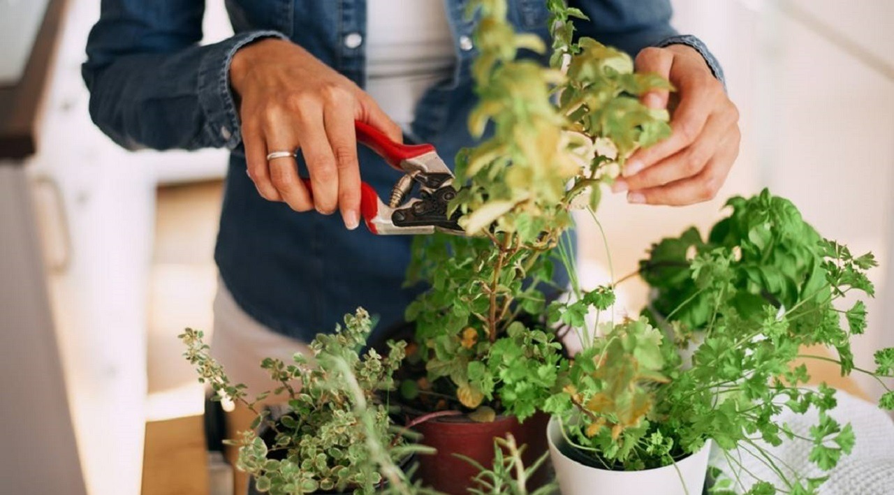 هرس کردن گیاهان آپارتمانی