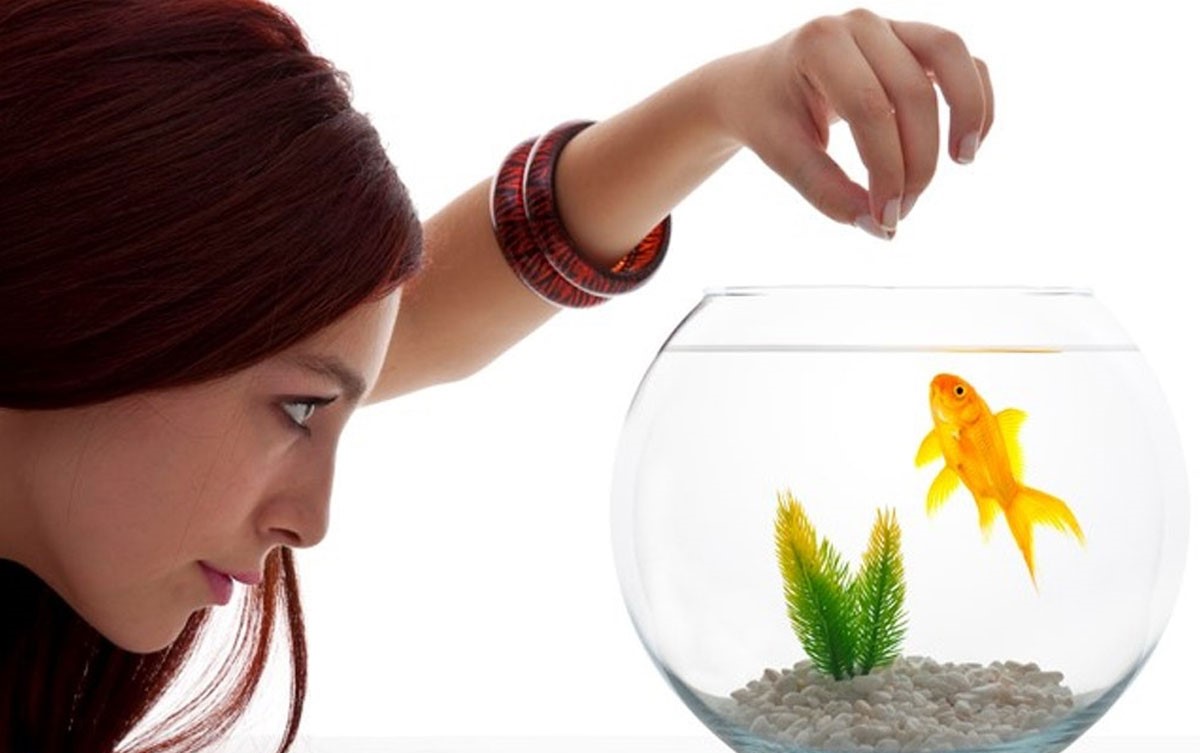 غذای مناسب ماهی قرمز