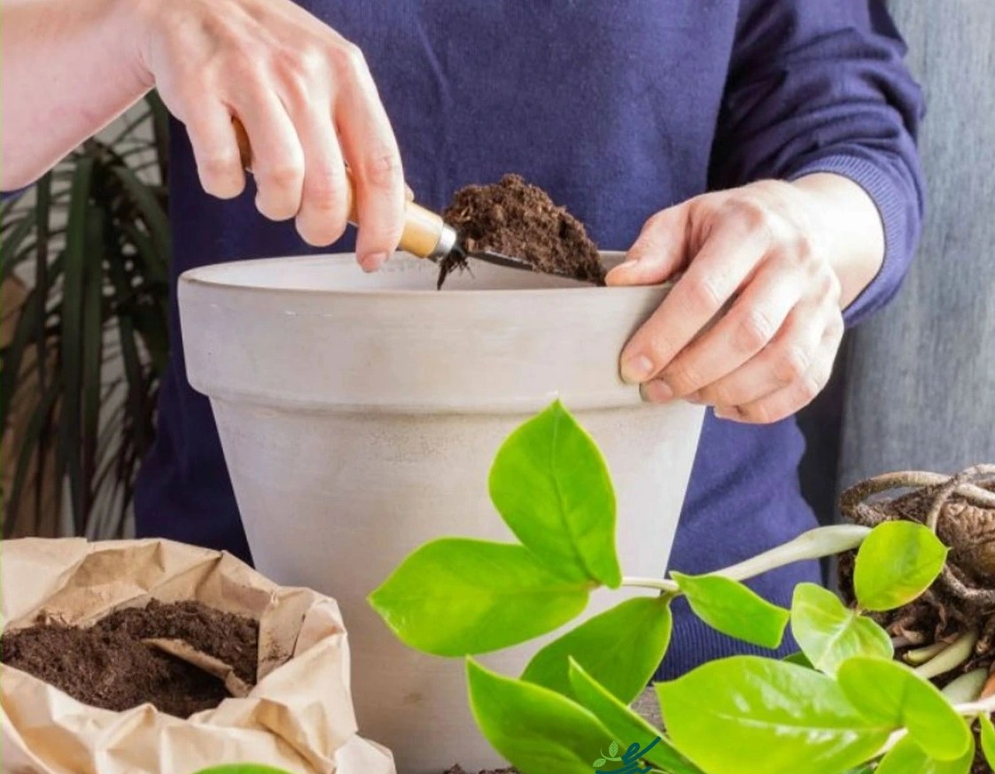 ریختن خاک در گلدان - روش تعویض گلدان