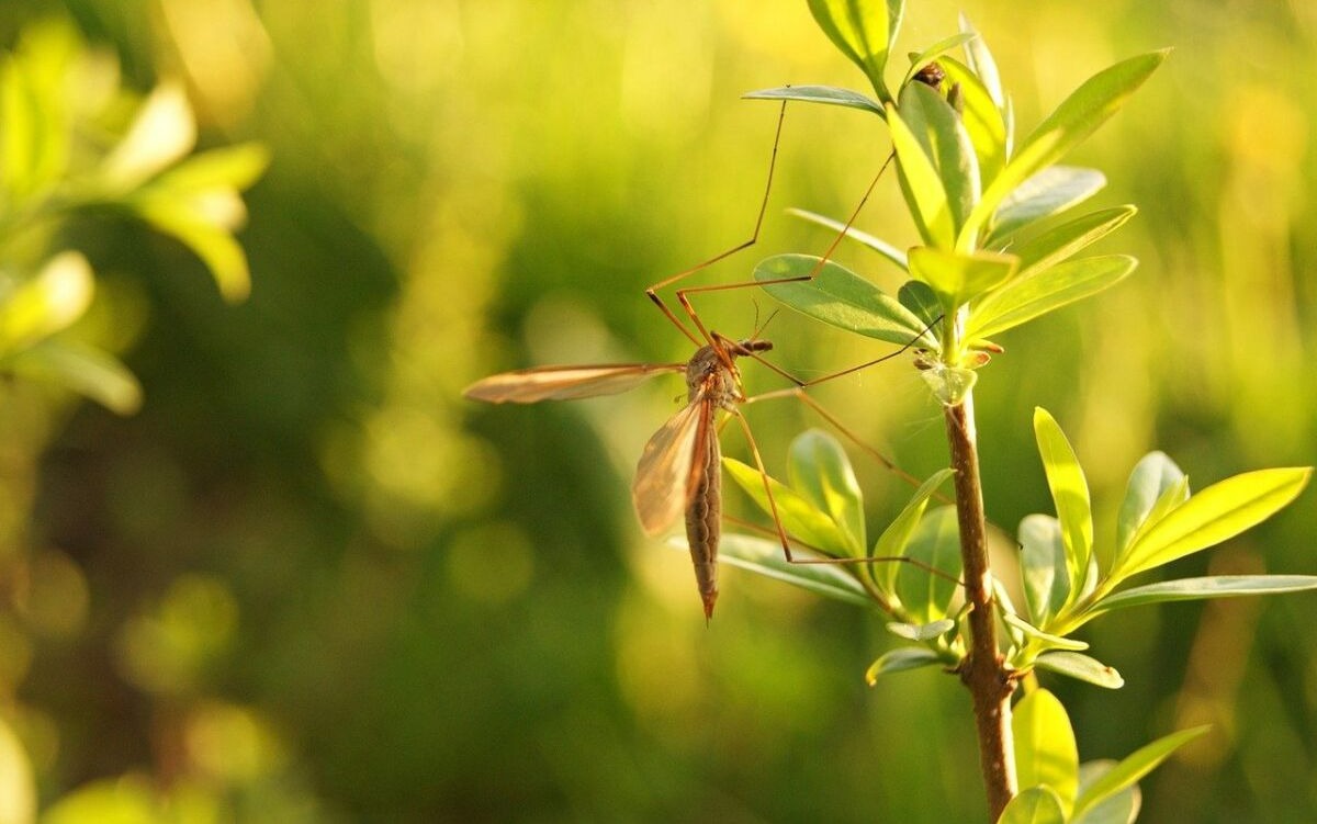 دفع پشه با گیاهان