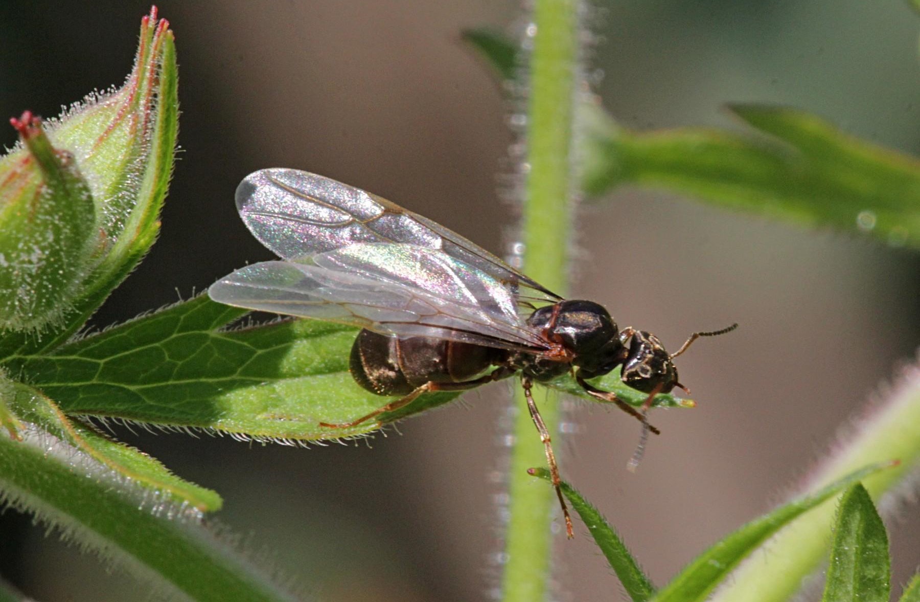 مورچه پردار - از بین بردن مورچه بالدار