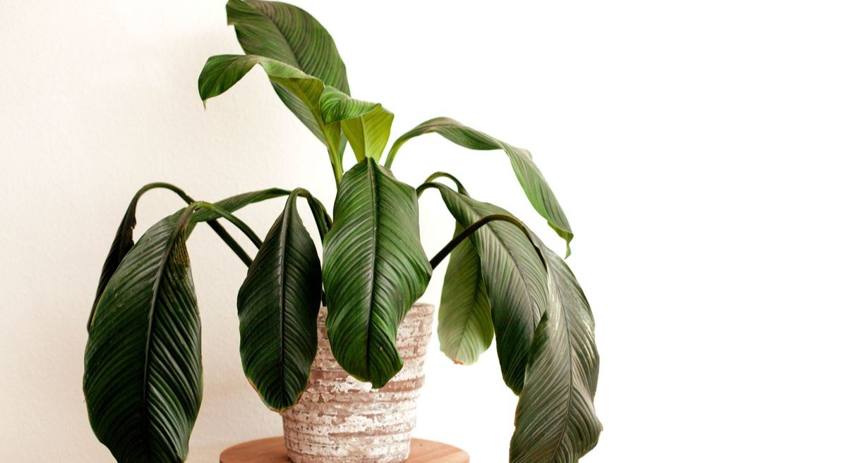 علت شل شدن برگ گیاه