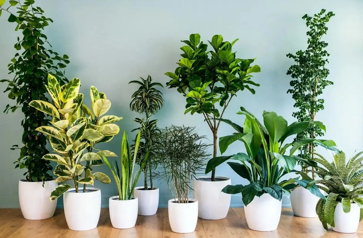 گیاهان آپارتمانی - علت شل شدن برگ گیاه