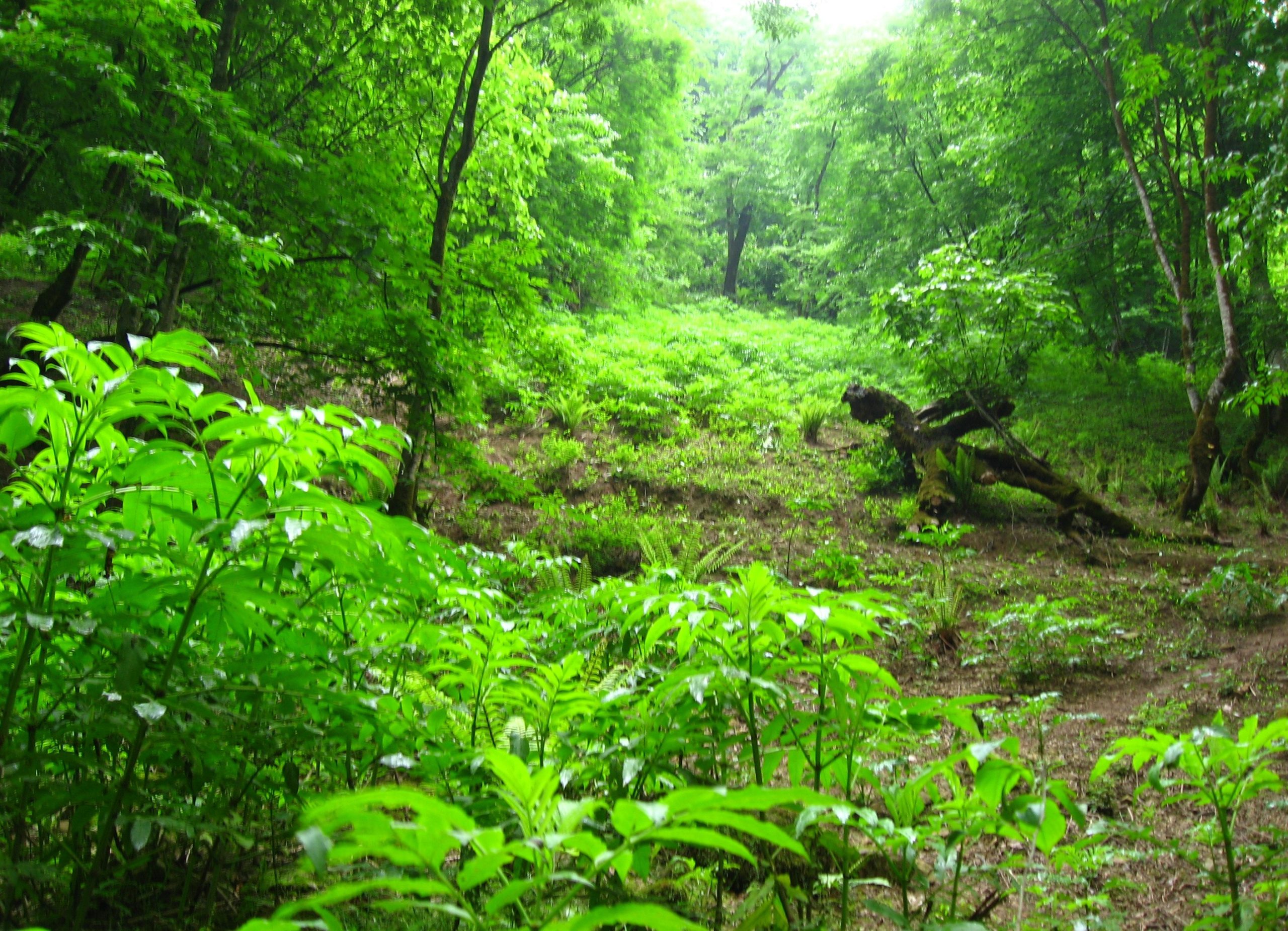 مسیر رفتن به جنگل های ارسباران - جنگل‌ ارسباران
