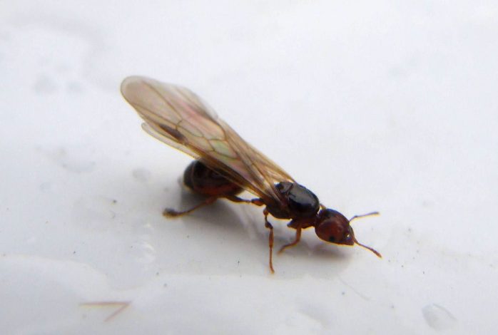 از بین بردن مورچه بالدار