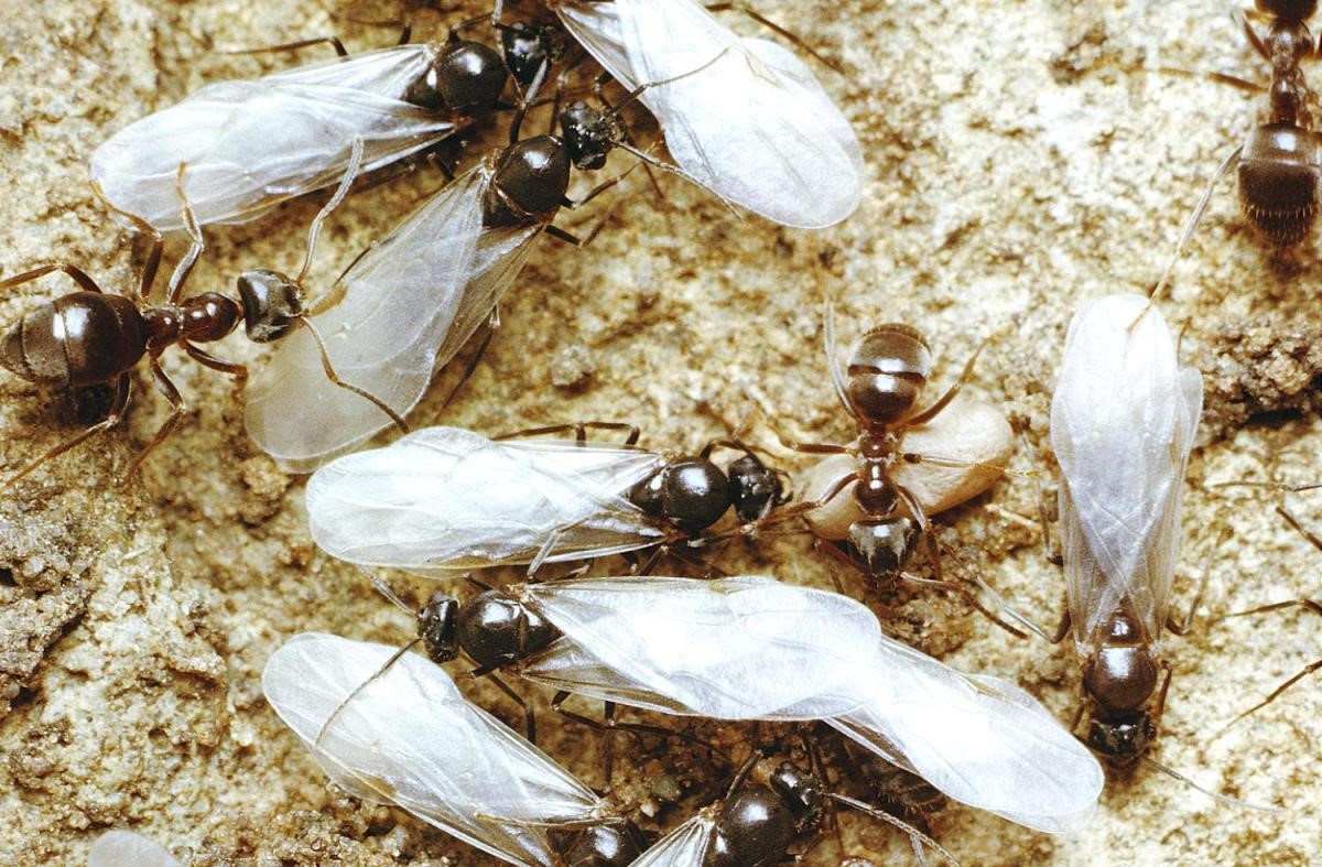 علت زیاد شدن مورچه پردار - از بین بردن مورچه بالدار