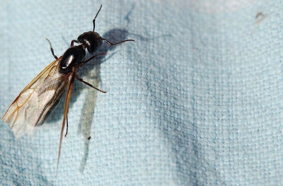 از بین بردن مورچه - از بین بردن مورچه بالدار
