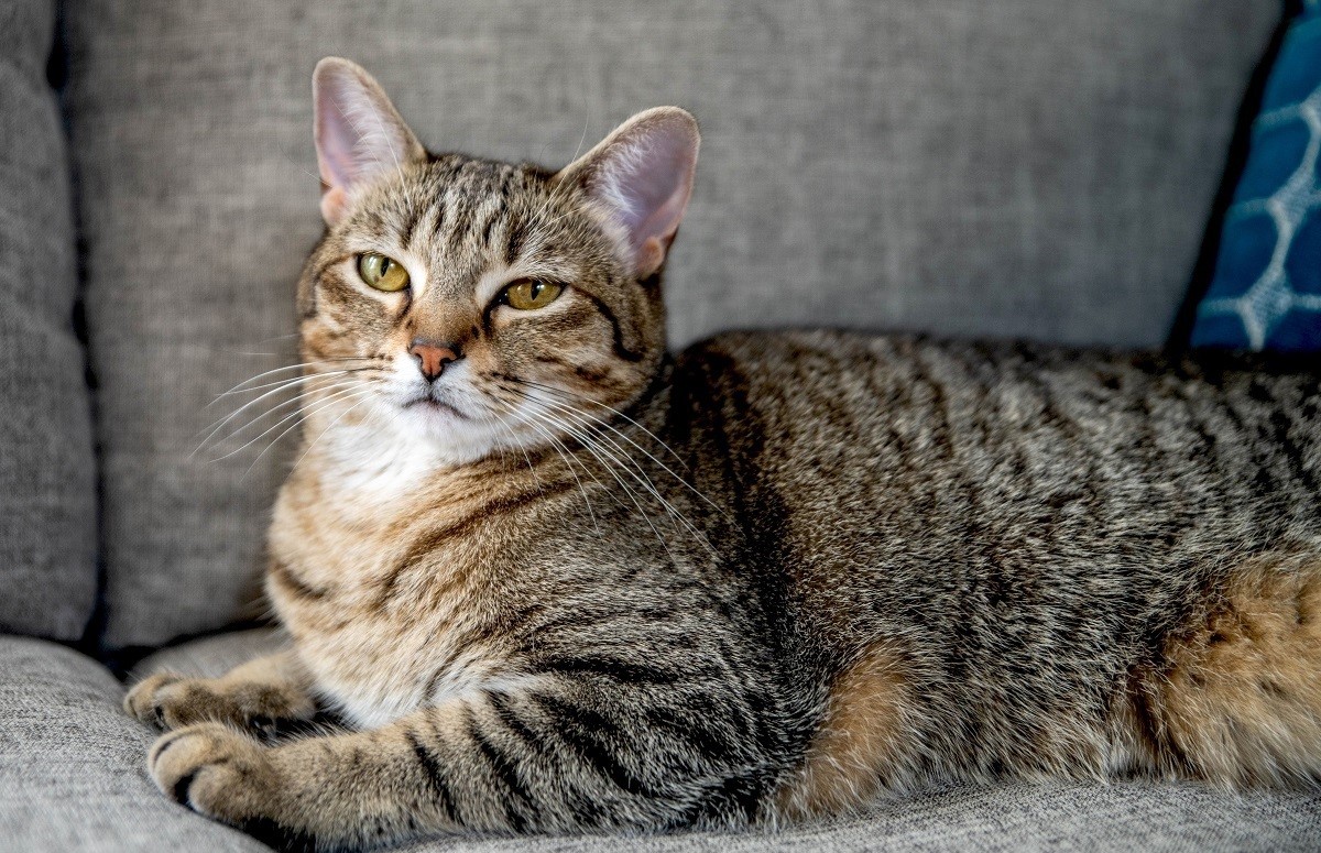 گربه خانگی - بهترین نژاد گربه برای نگهداری در خانه