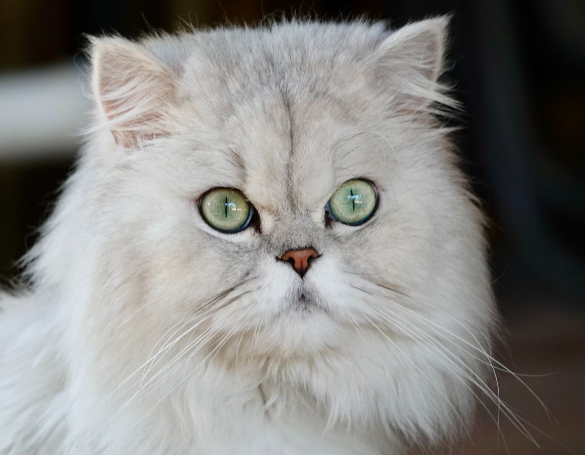 پرشین کت - بهترین نژاد گربه برای نگهداری در خانه