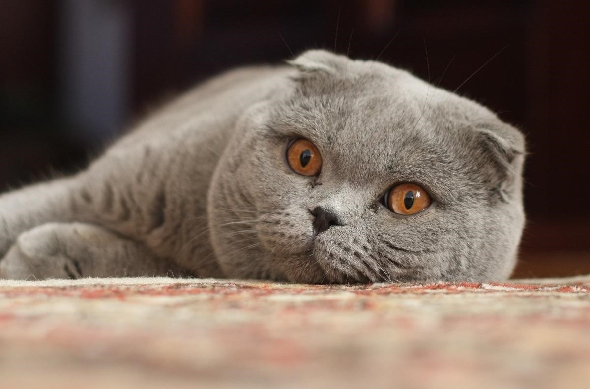 اسکاتیش - بهترین نژاد گربه برای نگهداری در خانه