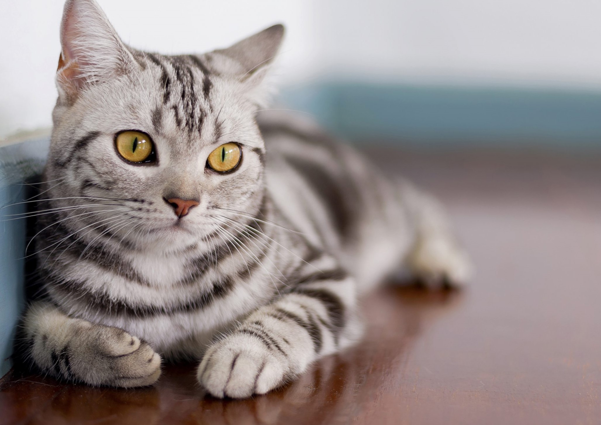 گربه خانگی - بهترین نژاد گربه برای نگهداری در خانه