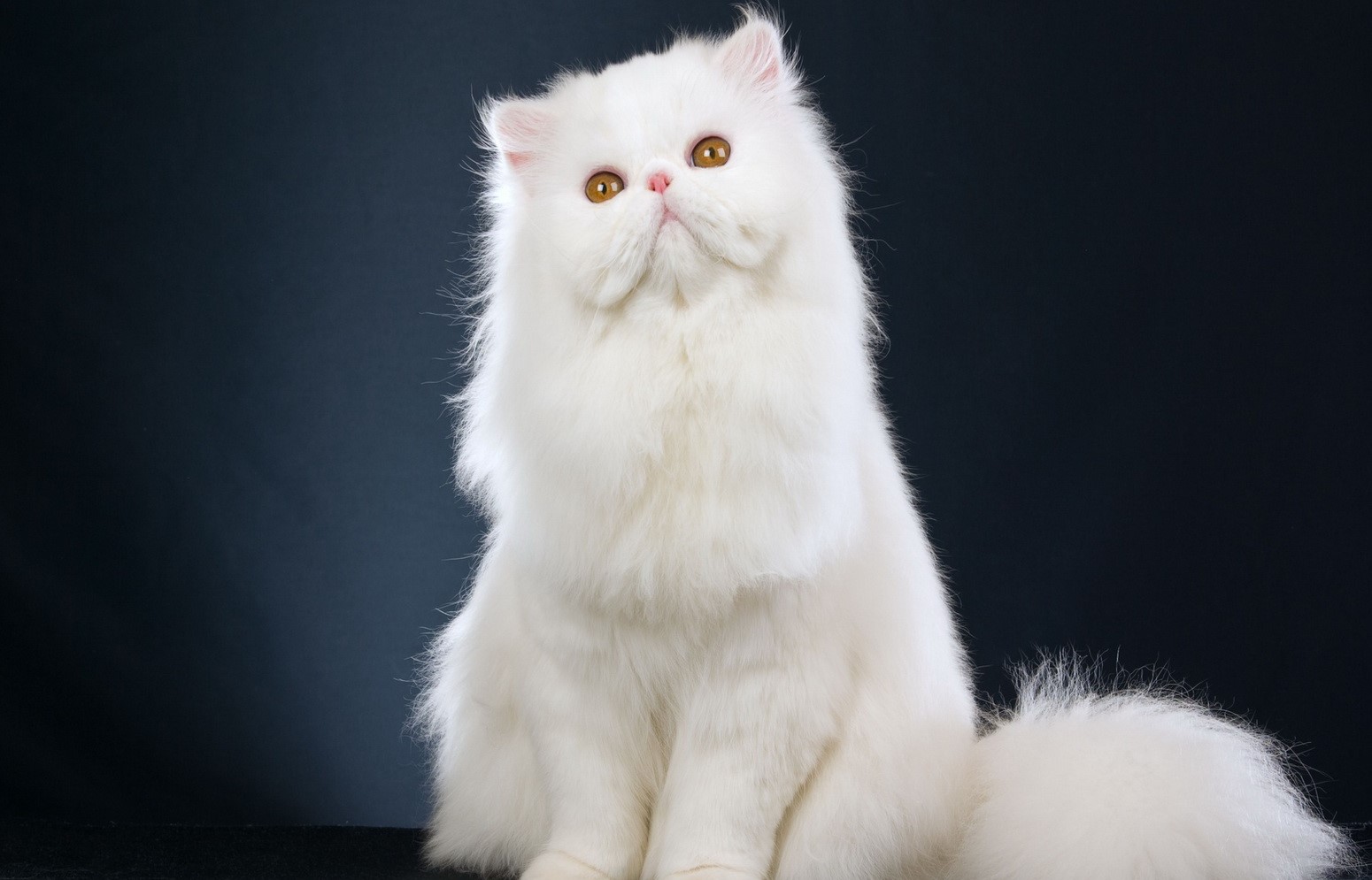 گربه ی اشرافی - بهترین نژاد گربه برای نگهداری در خانه