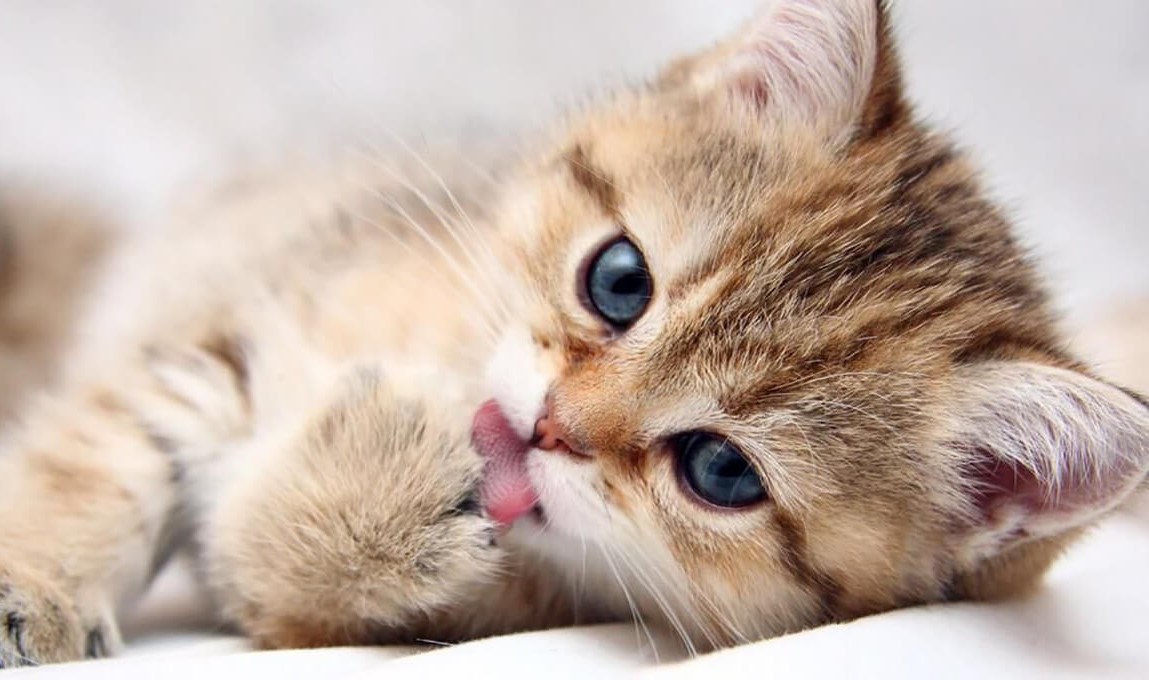 بچه گربه - بهترین نژاد گربه برای نگهداری در خانه