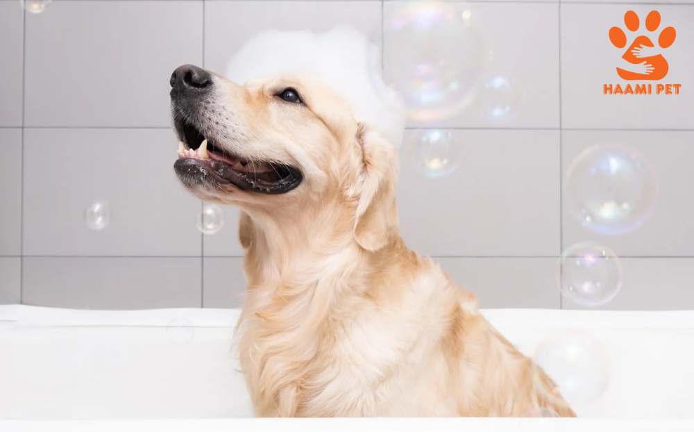 حمام کردن سگ گلدن رتریور