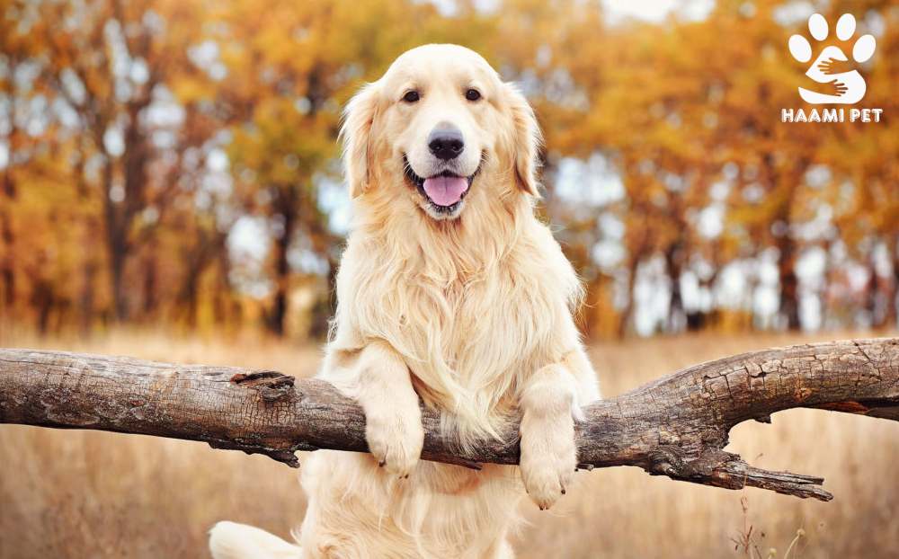 نکاتی که قبل از خرید سگ گلدن رتریور باید بدانیم