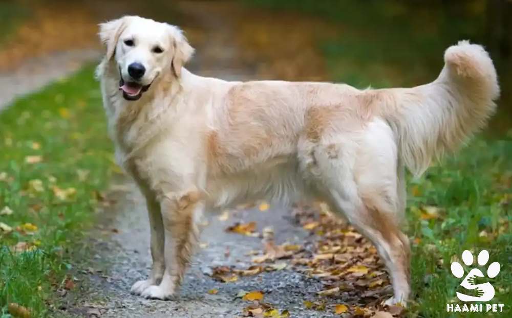 7 نکته مهم برای خرید سگ گلدن رتریور