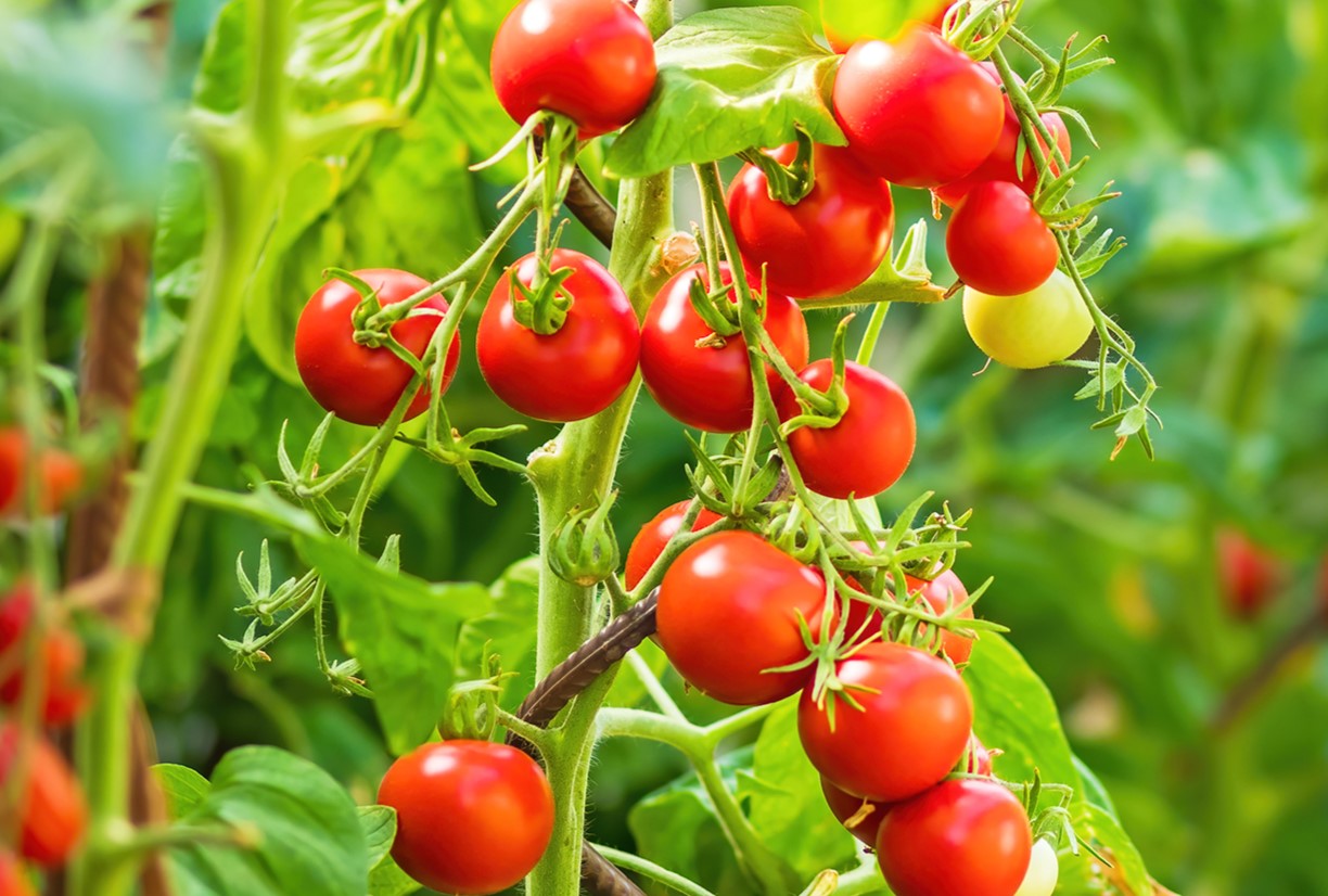 کاشت گوجه گیلاسی - آموزش کاشت گوجه گیلاسی