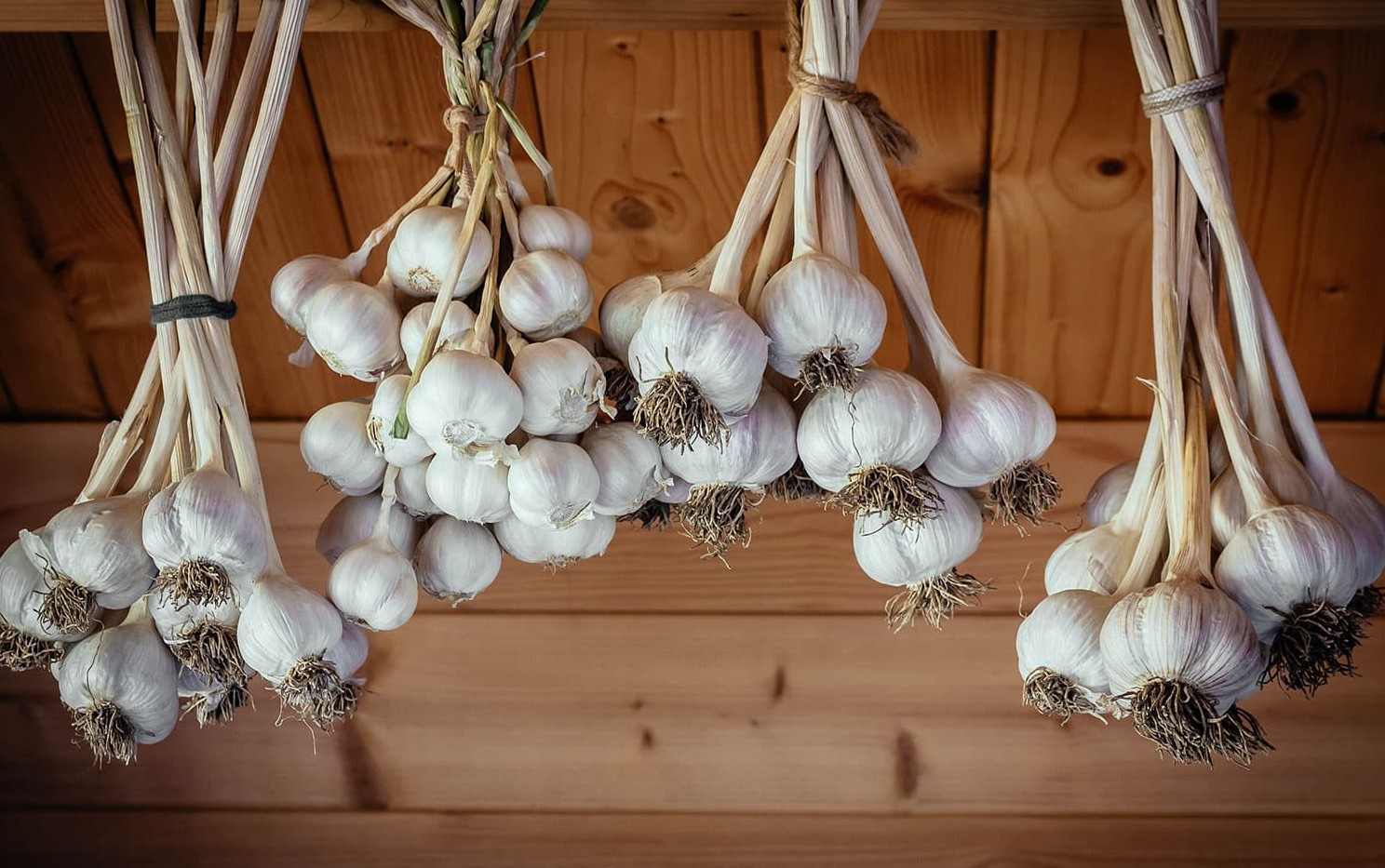 روش خشک کردن سیر تازه