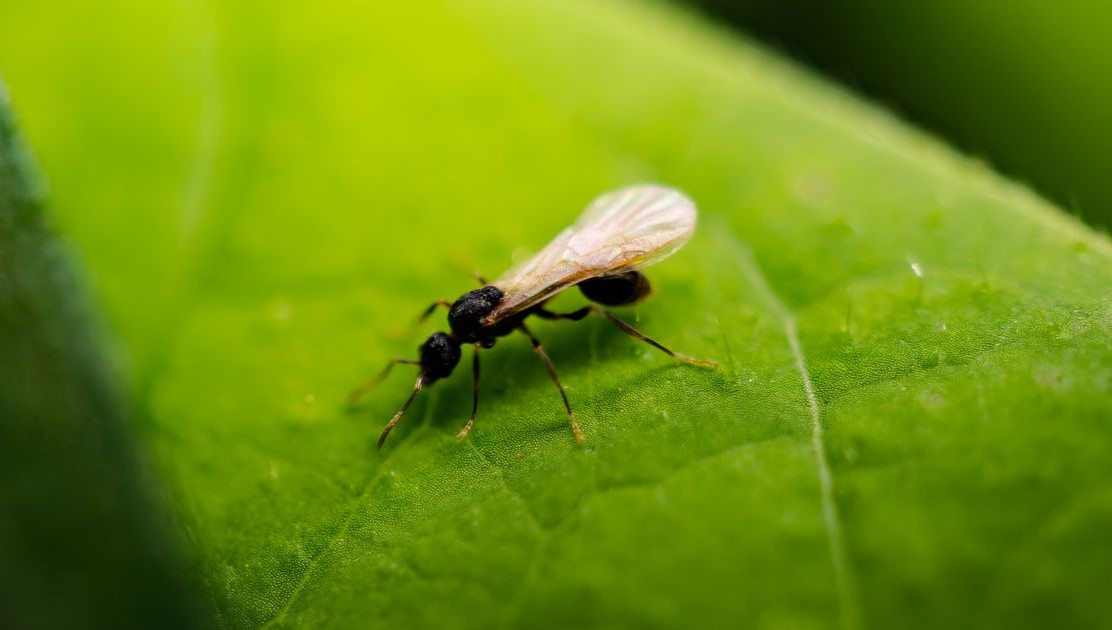 سم مورچه بالدار - بهترین سم برای از بین بردن مورچه بالدار