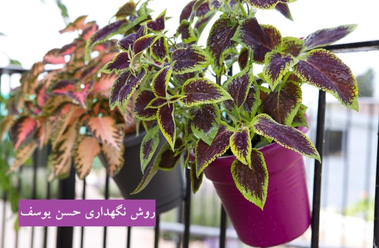 روش نگهداری حسن یوسف