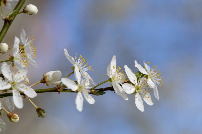 مزایای دمنوش بهار نارنج