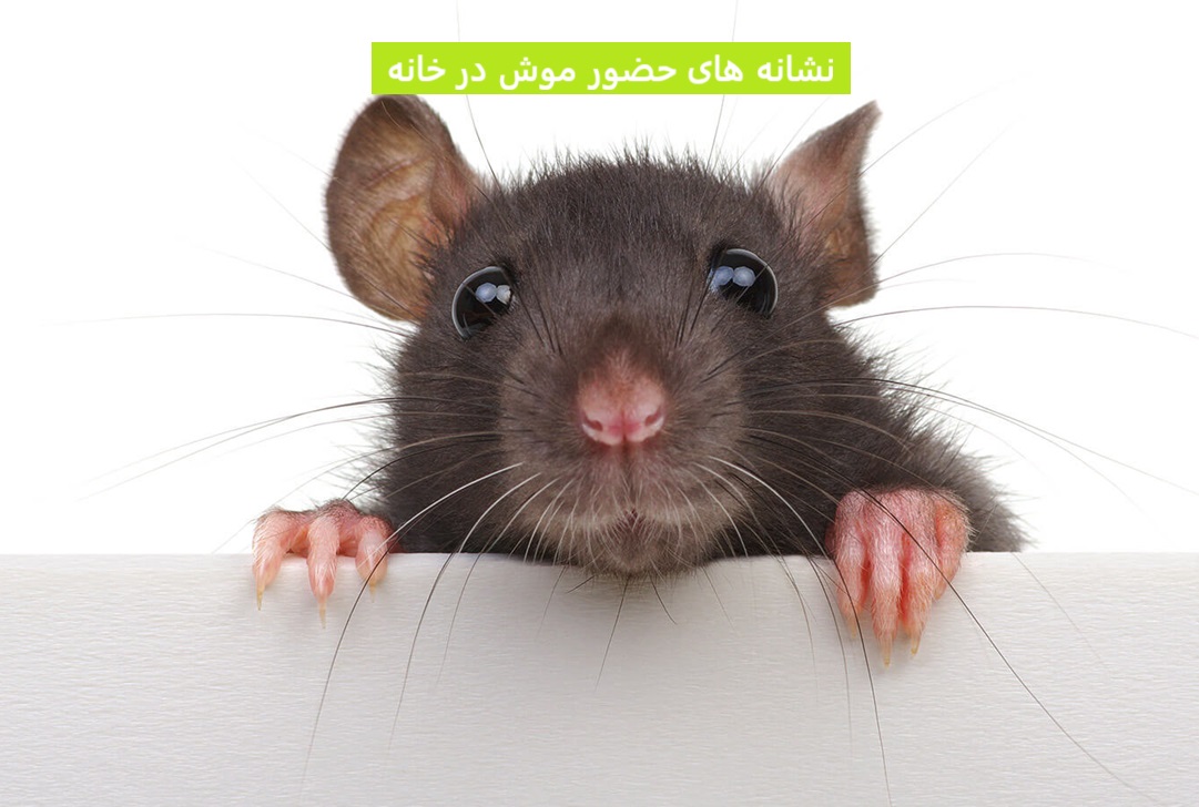 نشانه های حضور موش در خانه