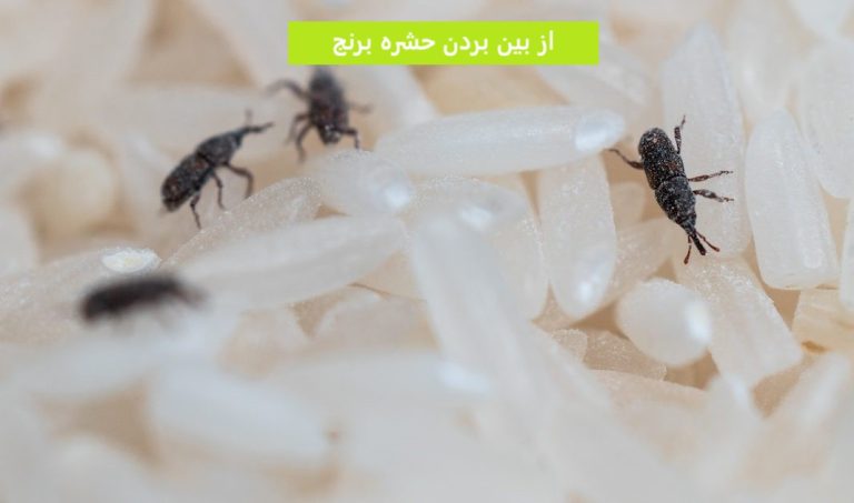 از بین بردن حشره برنج