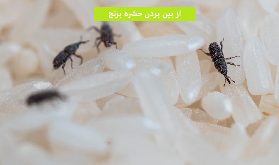 از بین بردن حشره برنج